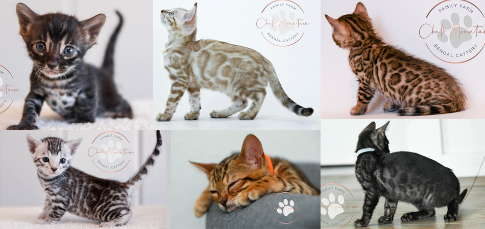Bengal Cat Colors